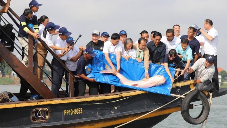 Cambodia releases over 5,000 fish from endangered species into river ecosystems