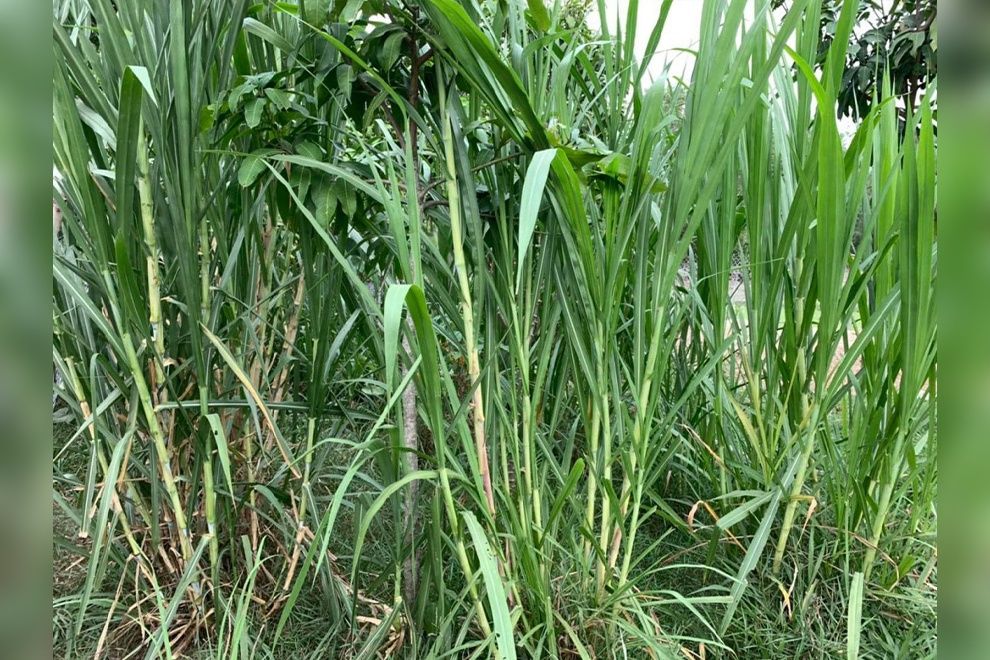 Cambodia's Pursat selected for new &lsquo;giant king grass&rsquo; planting campaign